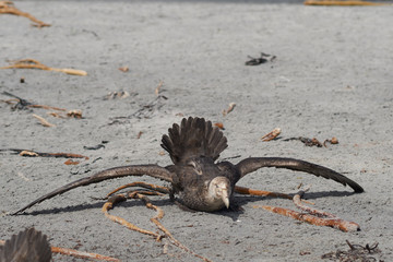 Southern Giant Petrel (Macronectes giganteus) on a beach on Sea Lion Island in the Falkland Islands.