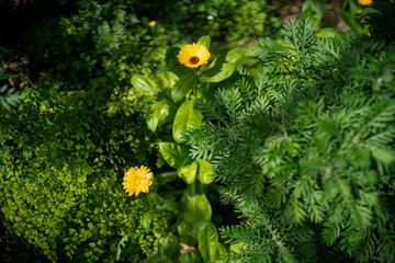 Fototapeta premium Yellow flowers in the midst of green leaves