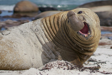 Large male Southern Elephant Seal (Mirounga leonina) during the breeding season on Sea Lion Island...