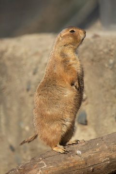 Groundhog standing
