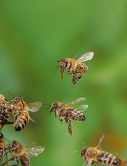 Fliegende Honigbienen, Apis mellifera flying, Bienenflug, fliegende Honigbiene, Apis mellifera...