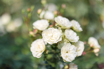 Beautiful white roses flower in the garden
