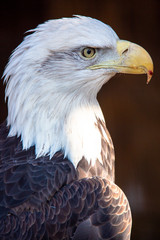 eagle