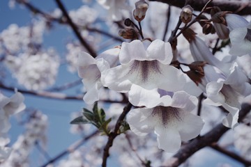 flowers of tree in spring