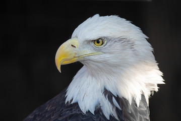 eagle