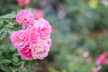 Beautiful pink roses flower in the garden