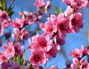 Beautiful pink blooming flowers on the branches of a blossoming cherry tree. Blue sky in the background.