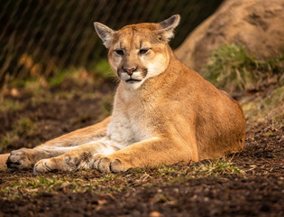 Fototapeta premium Attentive Jaguar