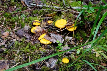 Yellow chanterelle mushrooms grow in the forest