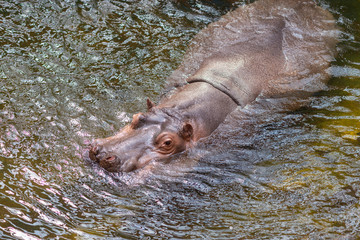 Fototapeta premium Hippopotamus in water at zoo, mostly herbivorous mammal in sub-Saharan Africa.
