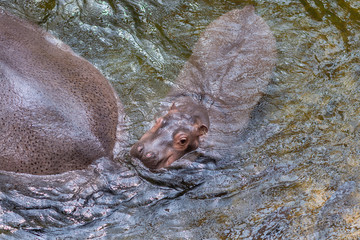 Obraz premium Hippopotamus living in water lake, Hippopotamidae, Baby Hippopotamus amphibius