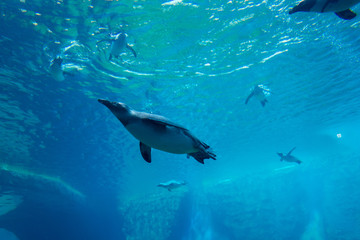Obraz premium penguins underwater in the aquarium, blue water
