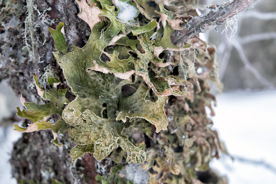Lobaria pulmonary (lat. Lobaria pulmonaria). Lichen grows on a tree in the forest. Russia. North Karelia