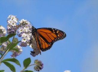 Mariposa monarca en flor