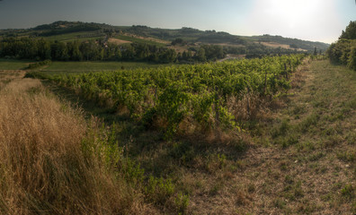 Fototapeta na wymiar Summer vineyard in the Tuscan landscape near Florence