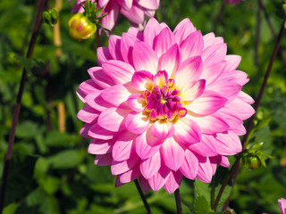 Obraz premium Closeup of colorful pink decorative double blooming Dahlias with broad and flat petals and green leaves background