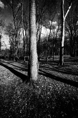 woods