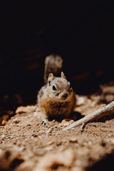 écureuil dans son milieu naturel à Brice Canyon