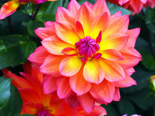 Closeup of flaming multicolored orange, yellow and pink double blooming Dahlias and green leafs background