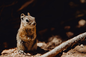 Naklejka na ściany i meble écureuil dans son milieu naturel à Brice Canyon