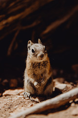 écureuil dans son milieu naturel à Brice Canyon
