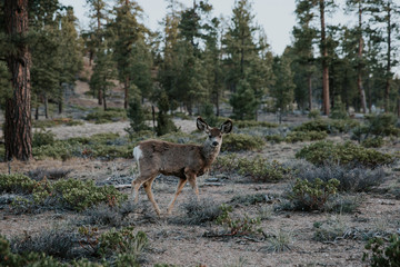 biche dans la forêt à Bryce Canyon