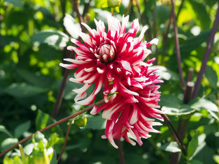 Closeup of colorful spiky red and white Cactus Dahlias