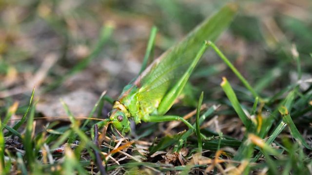 Big green locust female lays eggs