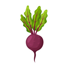 Beet vector icon.Cartoon vector icon isolated on white background beet .