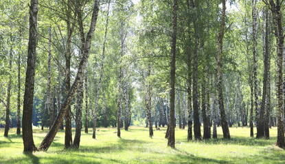 Young birch with black and white birch bark in spring in birch grove against background of green...