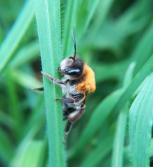 Grey-patched mining bee, Andrena nitida, female
