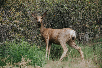 Portrait d'une biche à Zion National Park