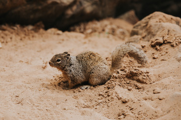 Fun ! Un écureuil aux toilettes