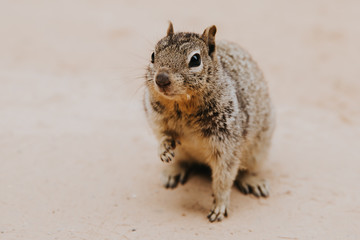 Portrait d'un écureuil lors d'une randonnée à Zion National Park 