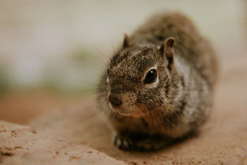 Portrait d'un écureuil lors d'une randonnée à Zion National Park 
