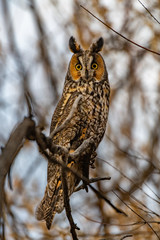 A Long-eared Owl Perched in the Woods