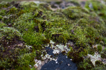 Background or texture of stone and green moss with white spots. Facade of the old building. Plant. Flora.