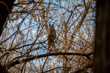 A Long-eared Owl Blending in with its environment