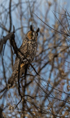 A Long-eared Owl Perched in the Woods