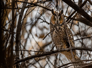 A Long-eared Owl Perched in the Woods
