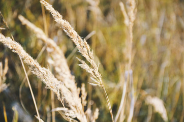 Fototapeta premium Autumn blades of grass lit by the sun sway in the wind close-up