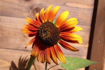 Sonnenblume orange
