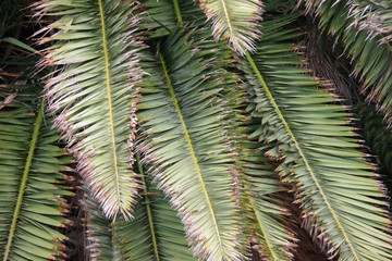 Close-up direct full frame view of the leaves in the crown of a palm tree