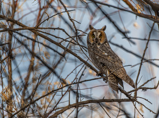 A Long-eared Owl Perched in the Woods