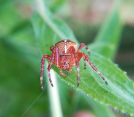 European garden spider, Araneus diadematus