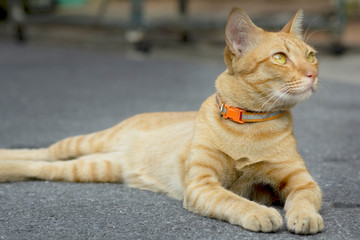 Close up of orange  fluffy cat face, lying down outside on street.