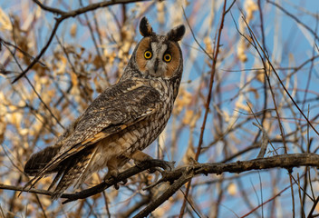 A Long-eared Owl Perched in the Woods