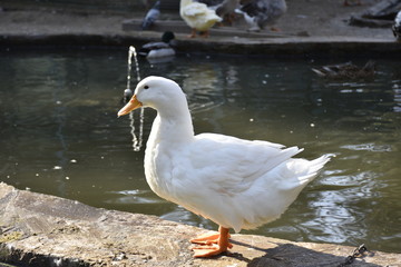 white duck in the water
