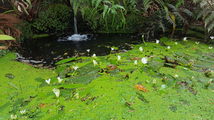 Madère, nénuphares de jardin tropical