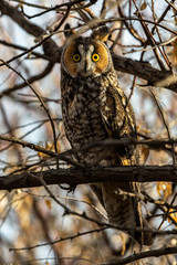 A Long-eared Owl Perched in the Woods